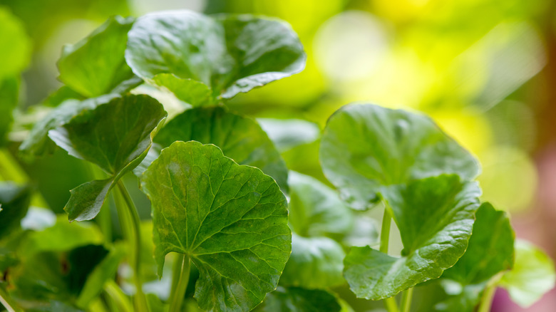 Centella Asiatica plant