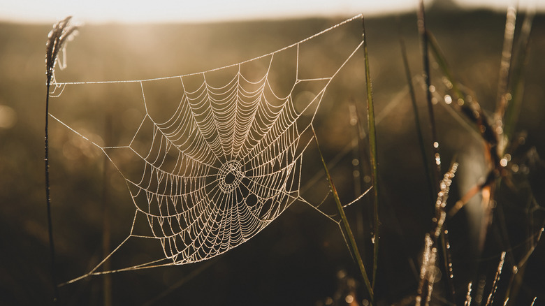 Cobweb with a spider 