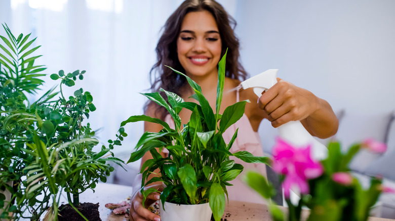 Woman spraying houseplant with water