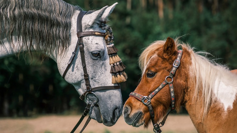 Two horses head to head