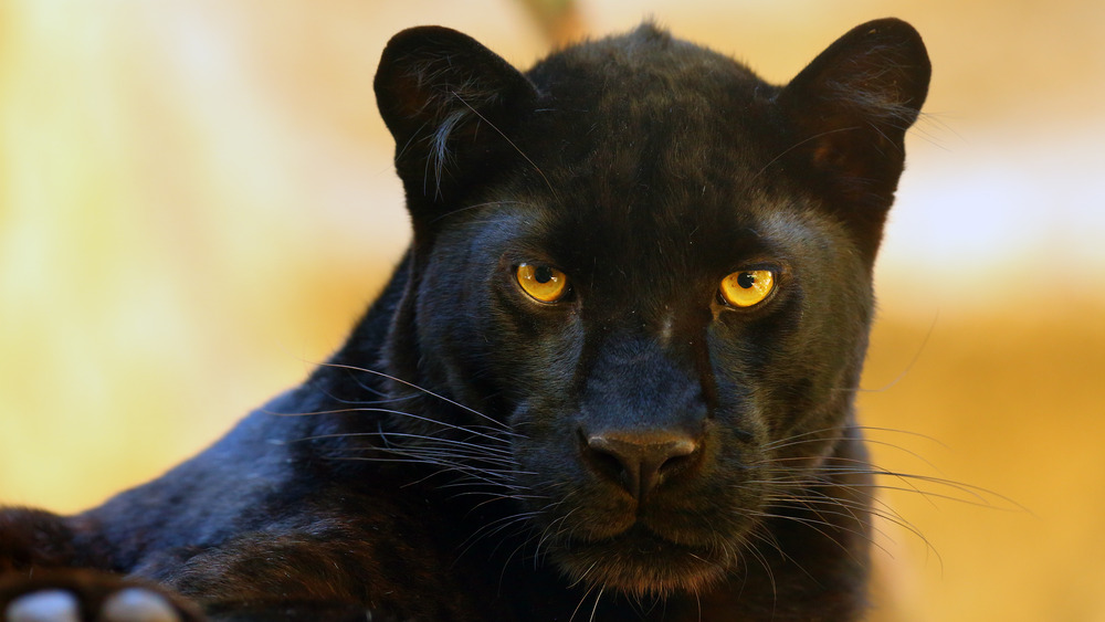 What It Really Means When You Dream About A Black Panther