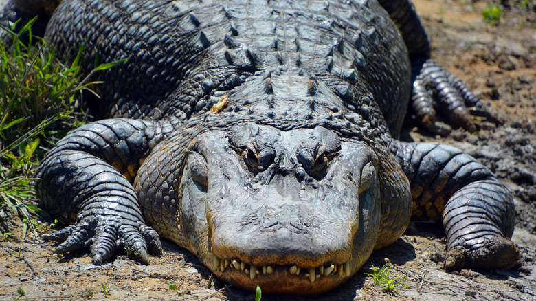 Alligator