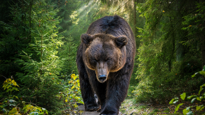 A bear in the woods 