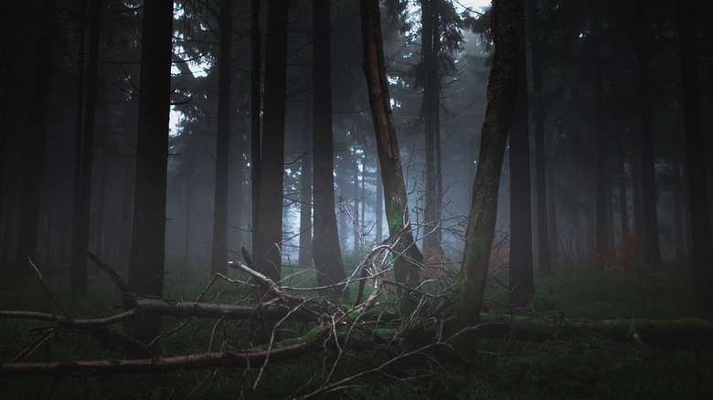 A forest with fog 