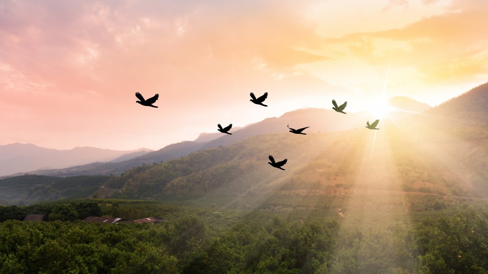 A flock of birds at sunset 