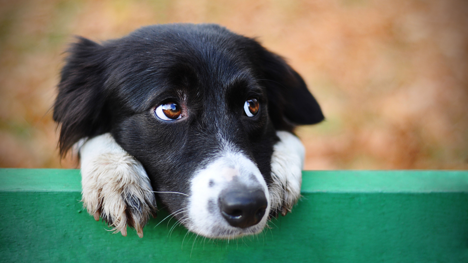 what does it mean when a dog bites your left hand in a dream