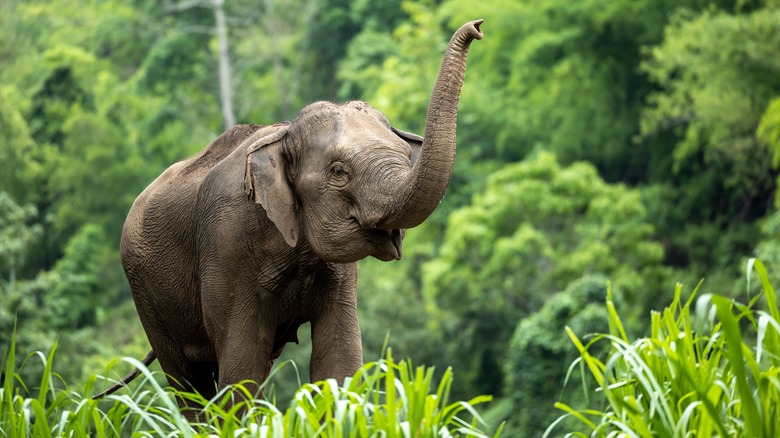 An elephant with its trunk up 