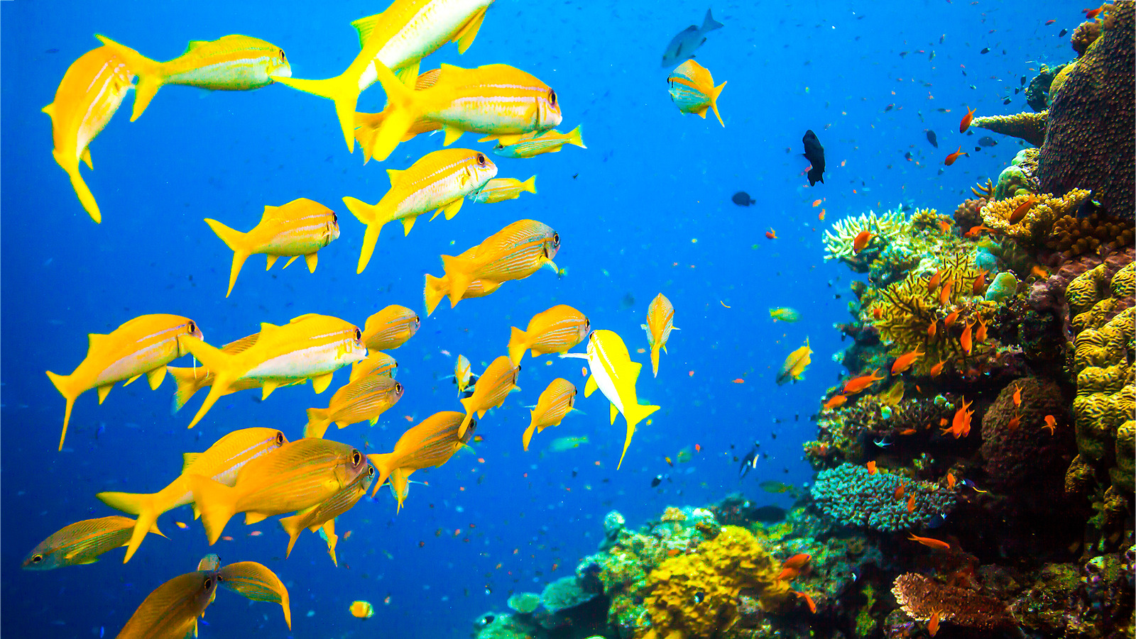 What It Really Means When You Dream About Fish