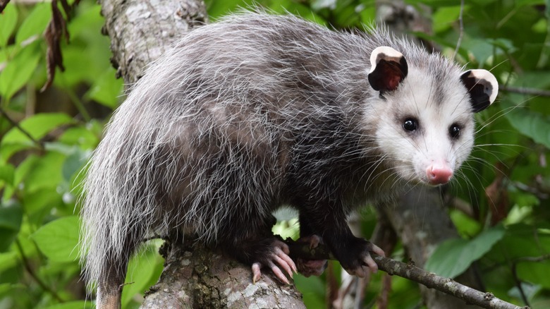 An opossum sitting on a branch