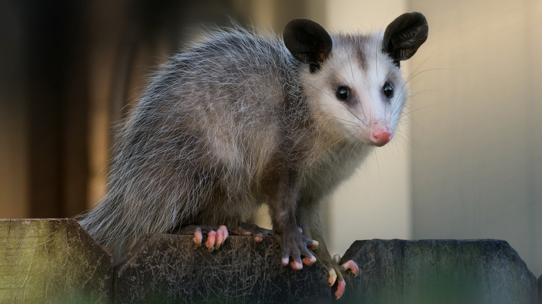 A young opossom on a fence 