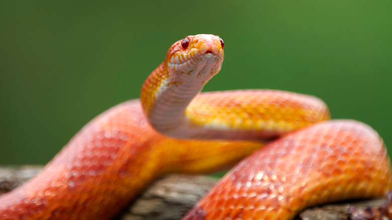 Rec corn snake on branch