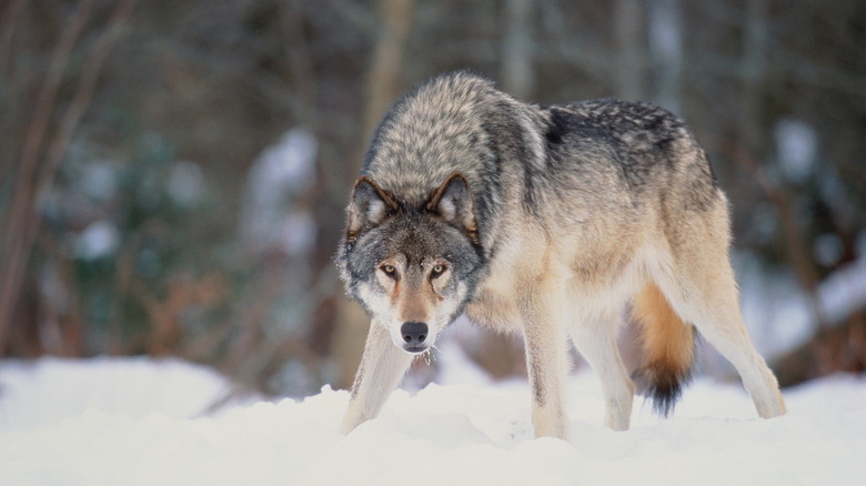 What It Really Means When You Dream About Wolves