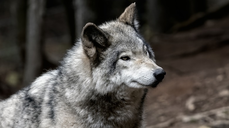 A wolf 