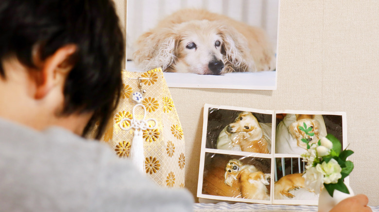 looking at photos of deceased dog
