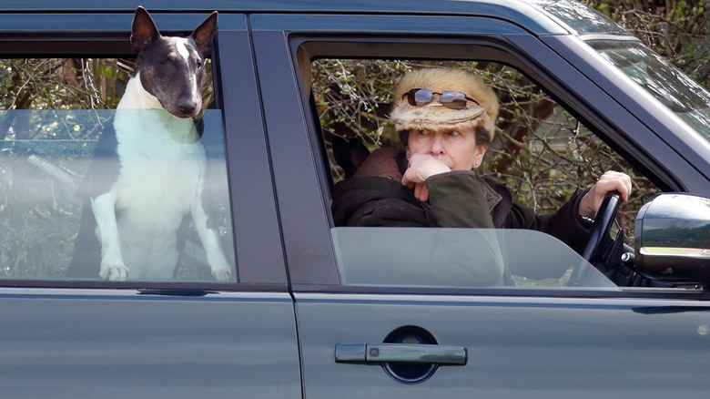 Princess Anne driving with her dog in the back seat
