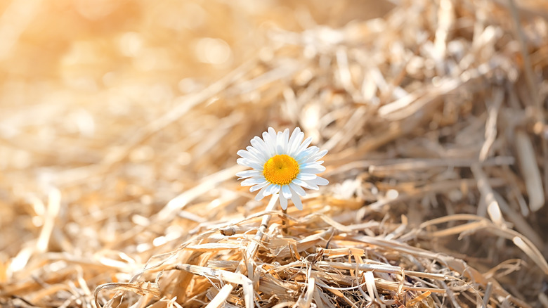 A while flower on a sunny day. 