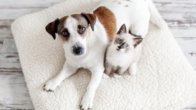 Terrier and a cat