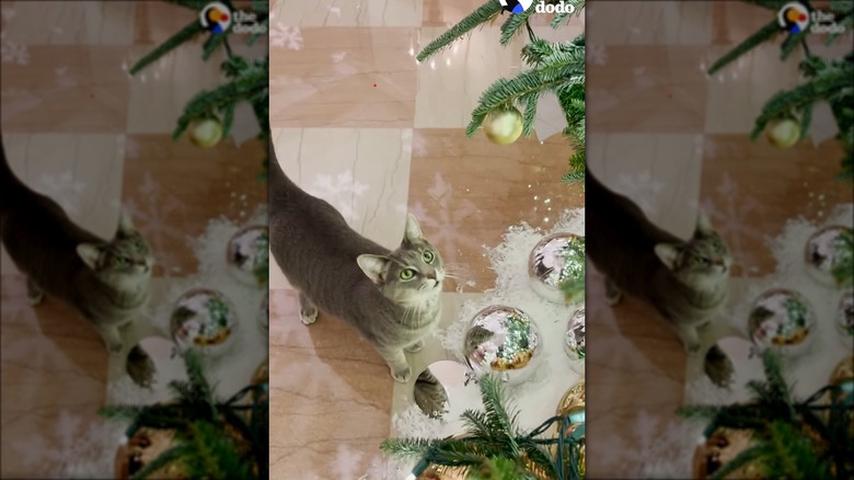 Cat Willow Biden looking at the Christmas Tree