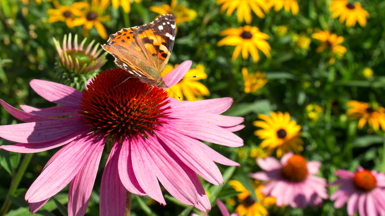 Butterfly on a flower