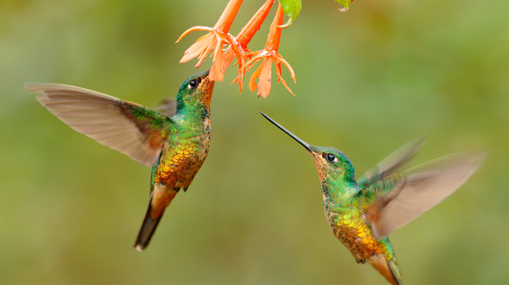 Hummingbirds near an orange flower