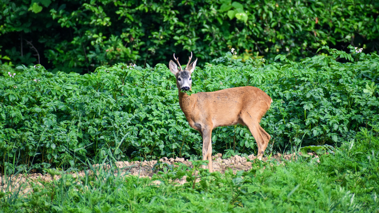 Deer in a garden