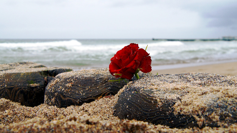 red rose on a beach