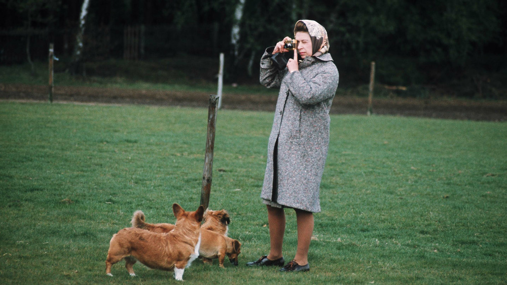 Queen Elizabeth with her corgis