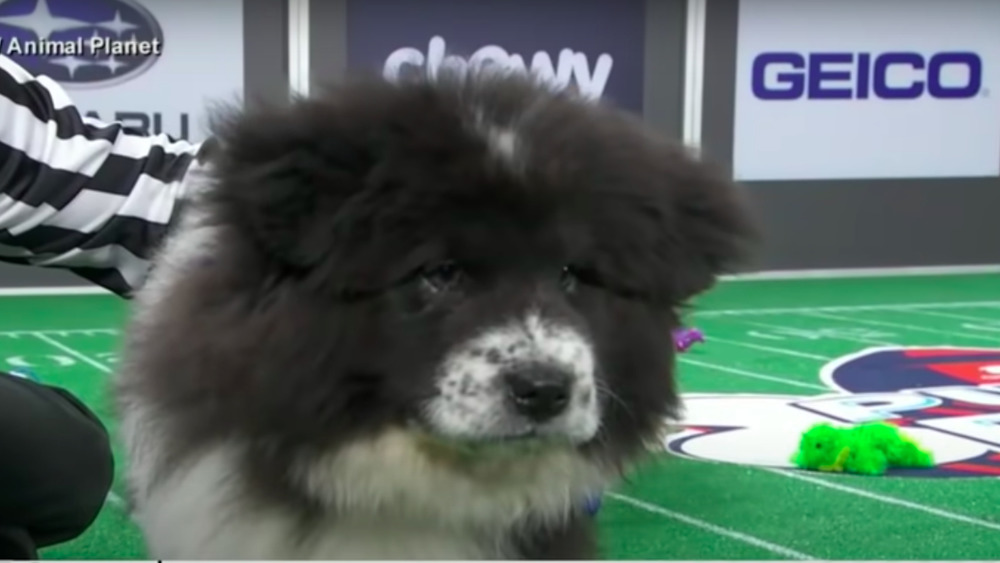 Chunky Monkey Puppy Bowl