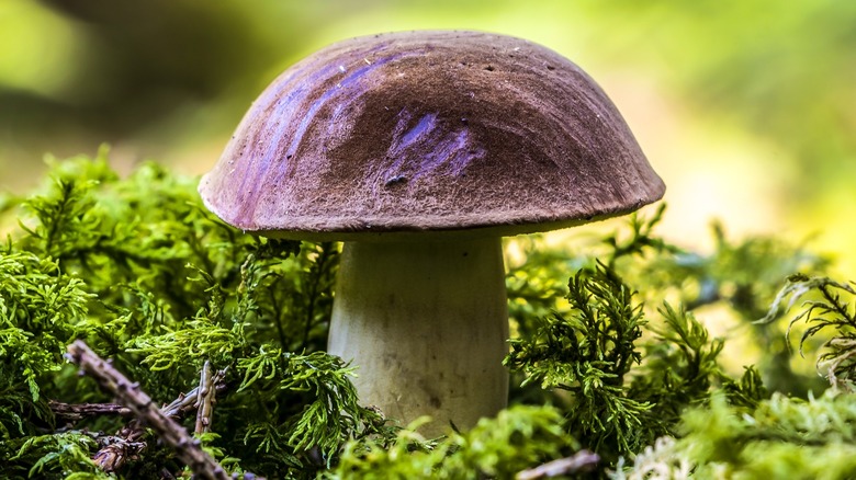 Mushroom in the forest