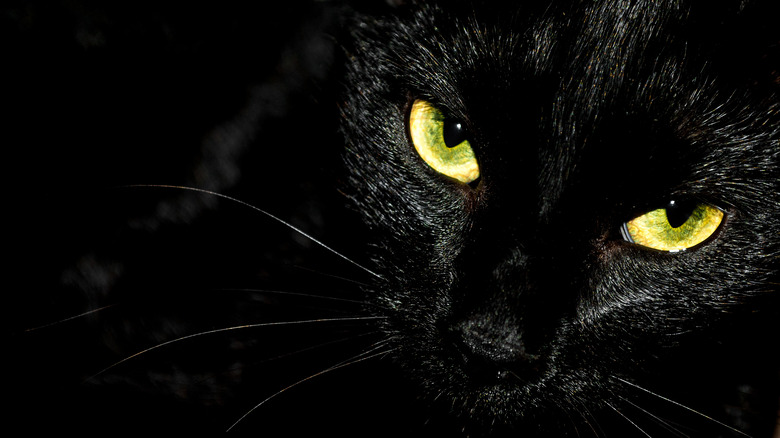 Black cat