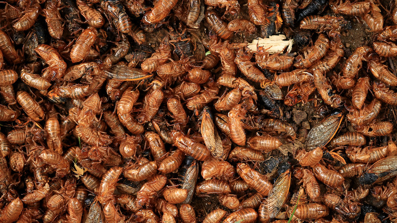 Pile of cicadas