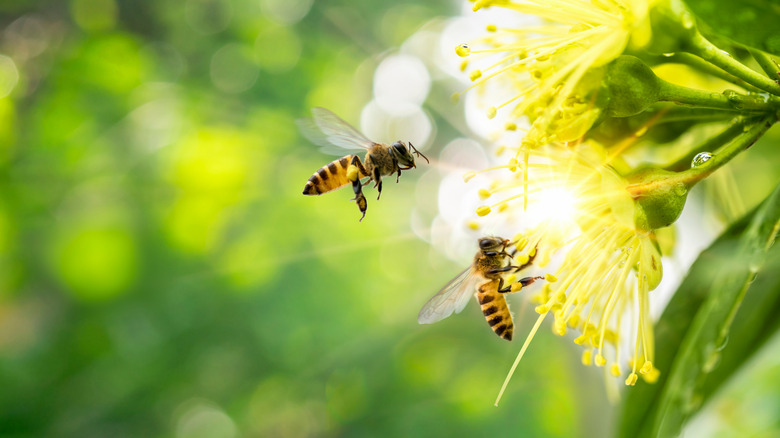 Bees collecting pollen