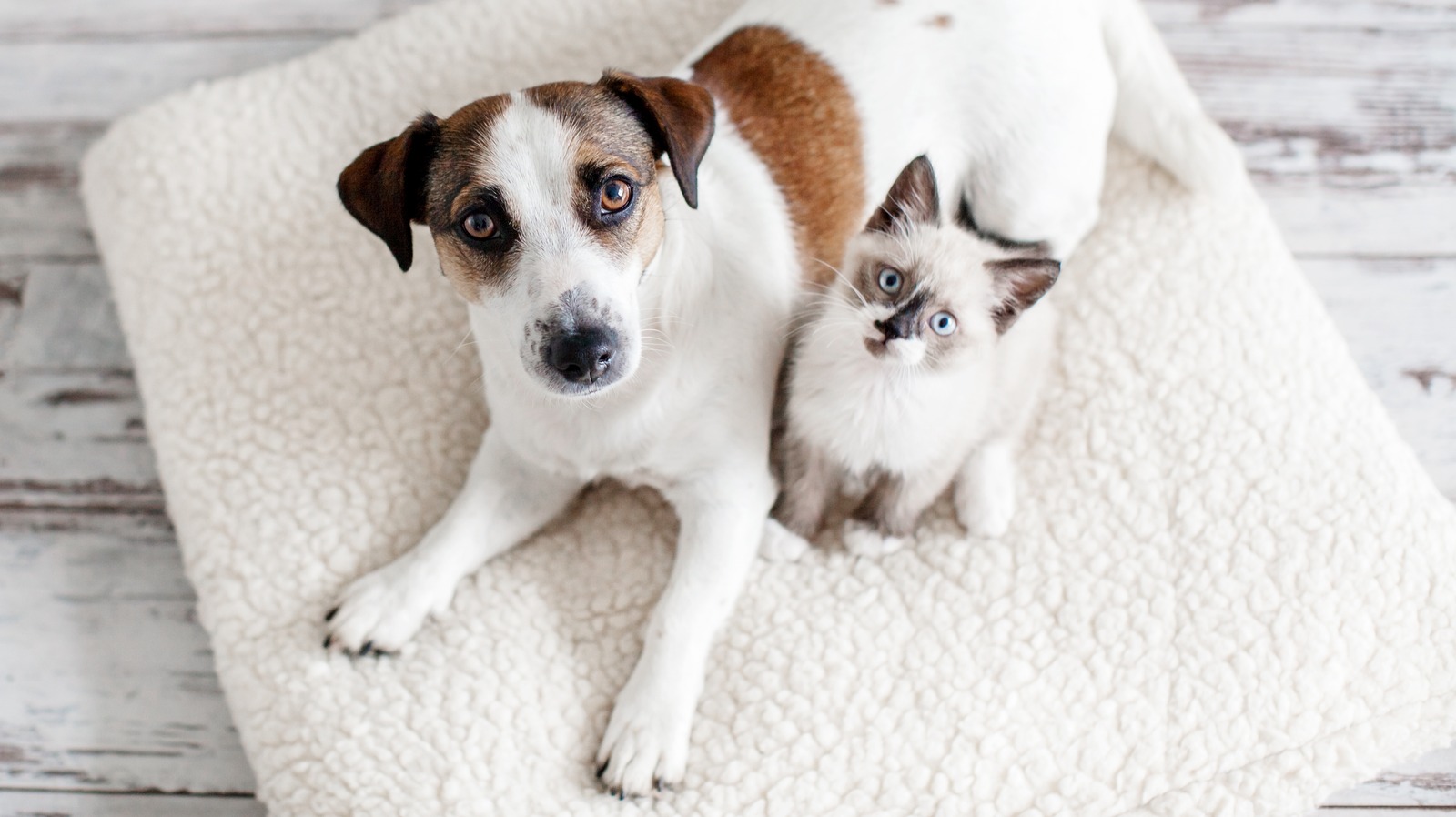 Which Essential Oils Are Toxic For Pets? Which Essential Oils Are Toxic For Pets?