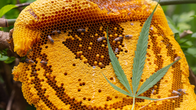 Hemp leaf on a honeycomb