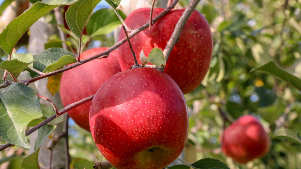 apples in a Japanese orchard