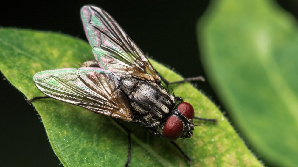 House fly on a leaf