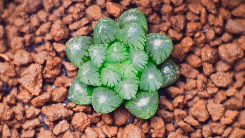 Haworthia cooperi﻿ succuluent