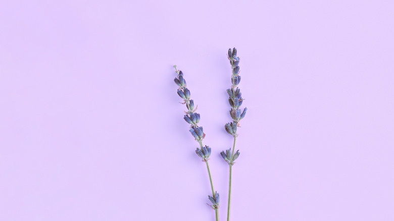 Lavender color