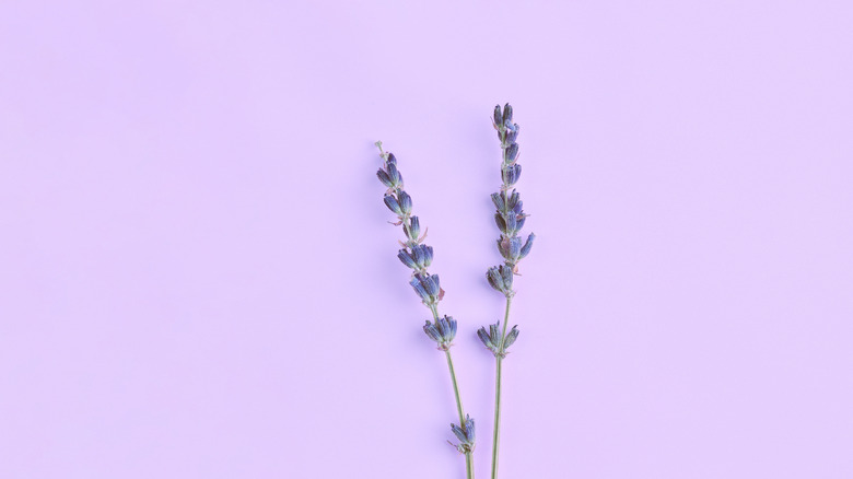 lavender color background