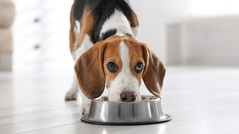 Beagle puppy eating from dish