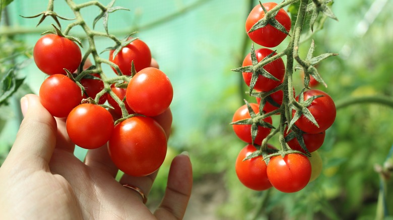 handpicking tomatoes in garden