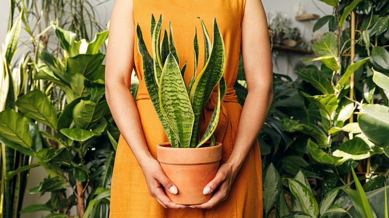 woman holding snake plant