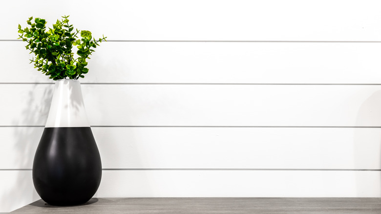 plant with shiplap background