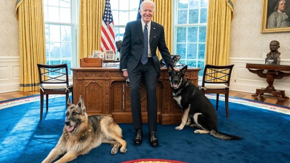 President Biden, Champ and Major