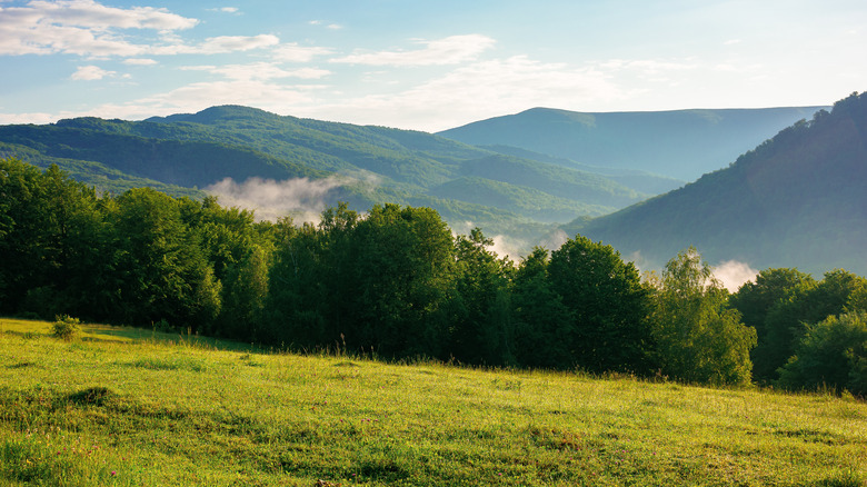 Countryside meadow