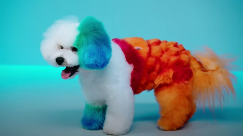 Rainbow colored dog panting