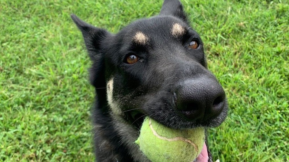 Major Biden with a tennis ball