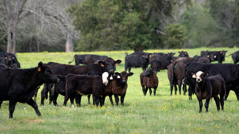heard of grazing angus
