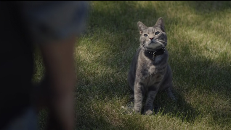 Why The New Chevy Cat Commercial Has Twitter In Stitches