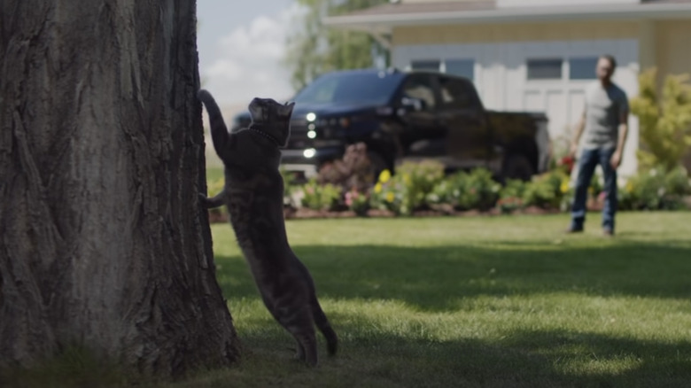 Why The New Chevy Cat Commercial Has Twitter In Stitches